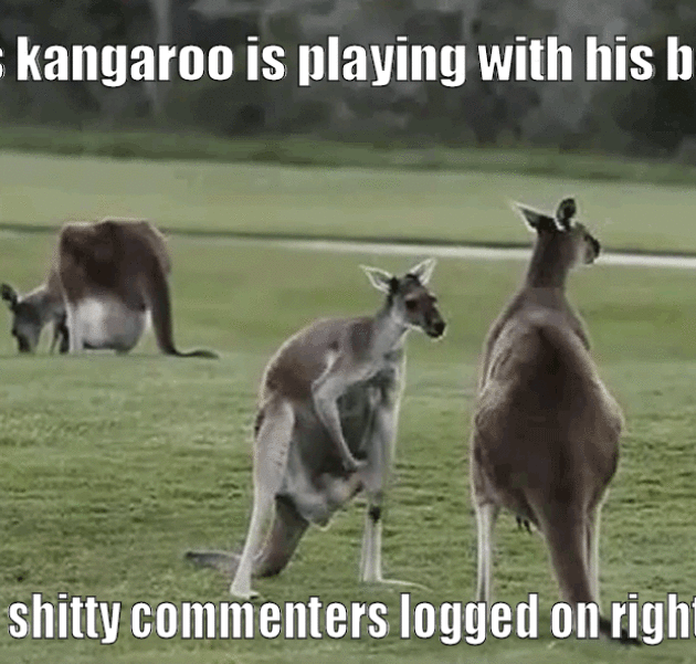 A kangaroo is playing with his testicles