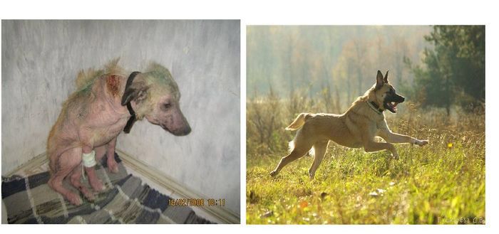 Abandoned Dogs: Before And After