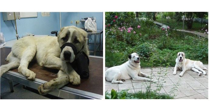 Abandoned Dogs: Before And After