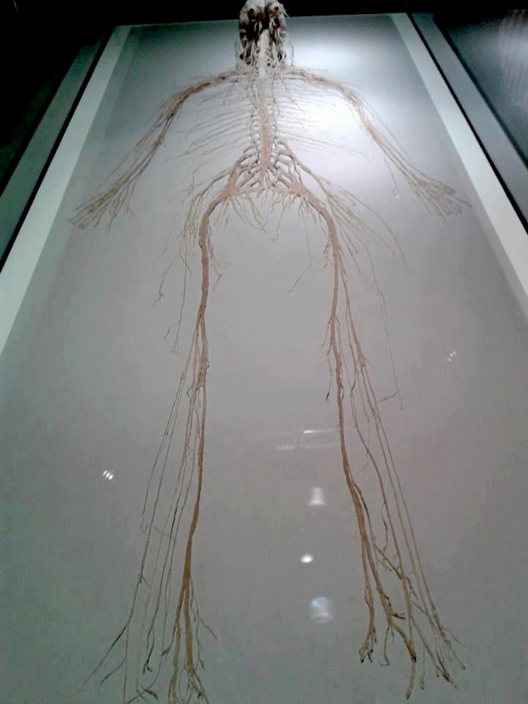 complete nervous system