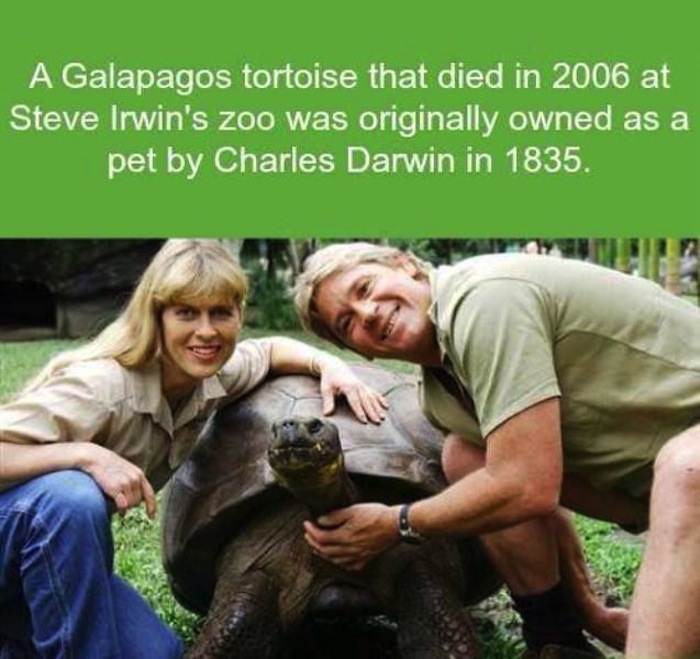 steve irwin tortoise darwin - A Galapagos tortoise that died in 2006 at Steve Irwin's zoo was originally owned as a pet by Charles Darwin in 1835.