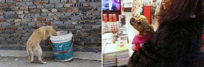 A dog rummaging for food in a garbage can at a residential area for migrant workers in Beijing and a woman wearing a fur coat holding her pet dog at a book store inside an airport in Beijing.