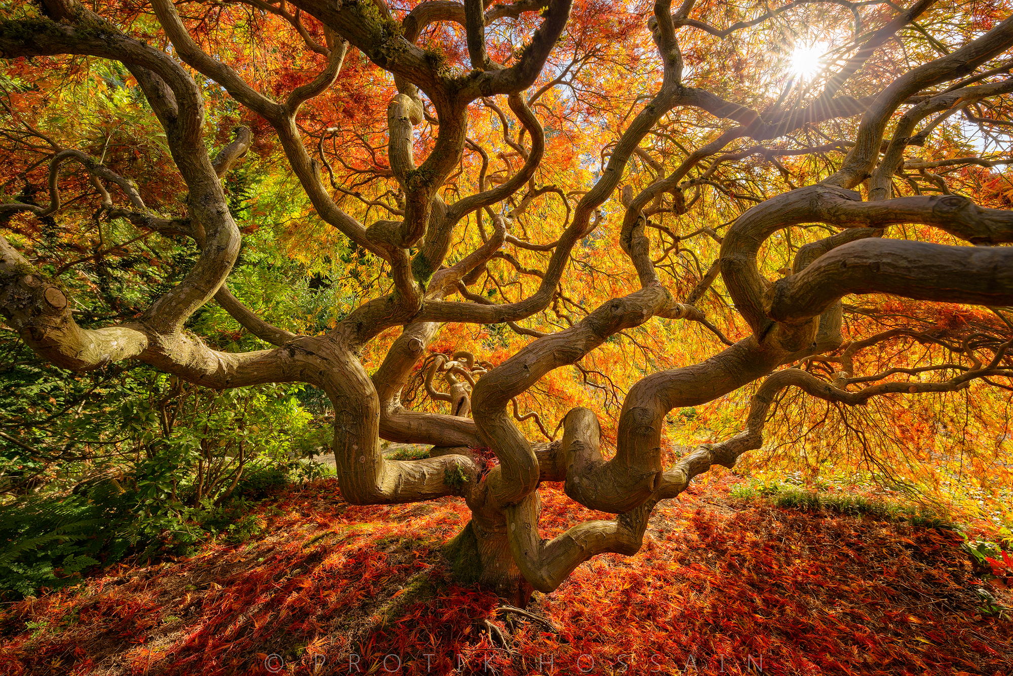 Japanese Maple Tree- Portland Oregon