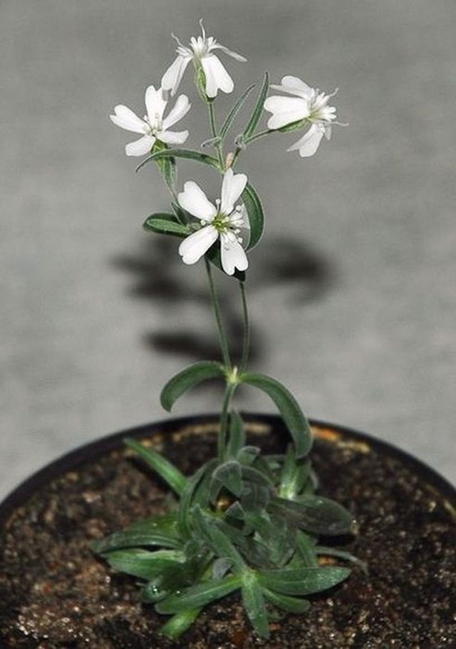 A plant brought back to life from a seed that had been frozen for 32,000 years.