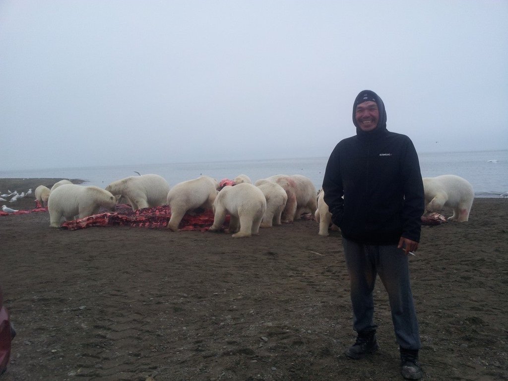 Man stands in front of 12 Polar Bears as they feast on the remains of a Whale Harvest.