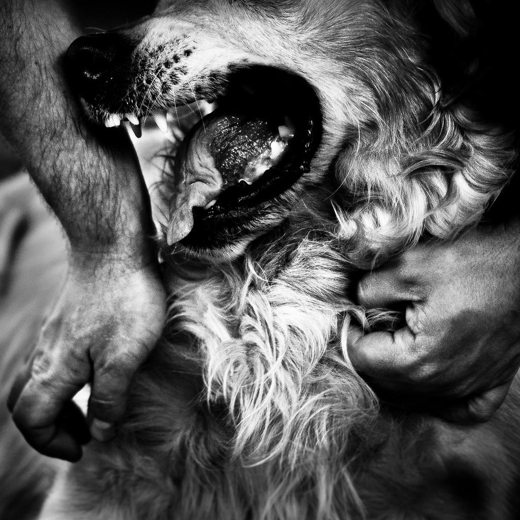 Жесток картинка. Фотограф Бенуа Корти. Черно белая жестокость. Человек и собака чб.