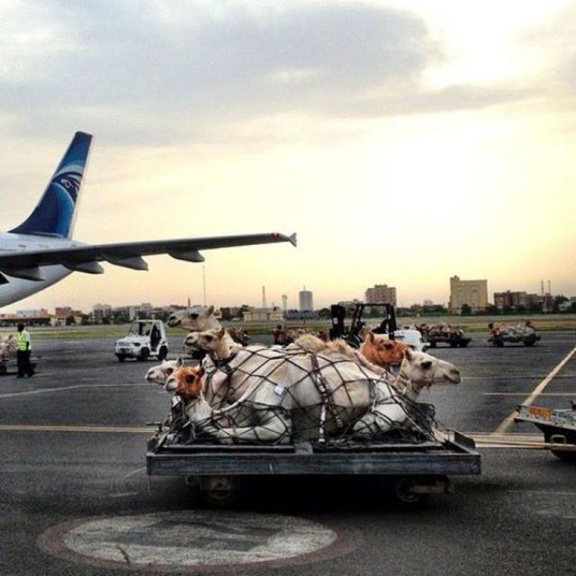 camel air transport