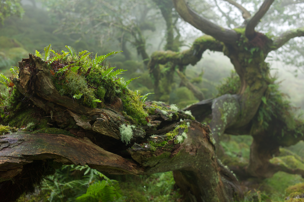 The mystical wild woods of Dartmoor National Park, England