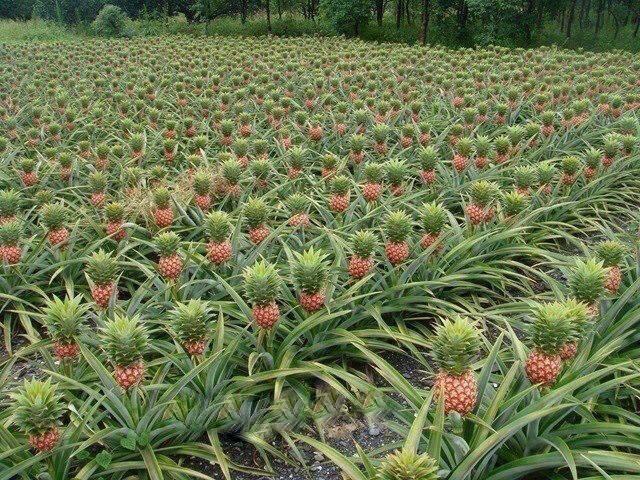 A Beautiful Pineapple Farm