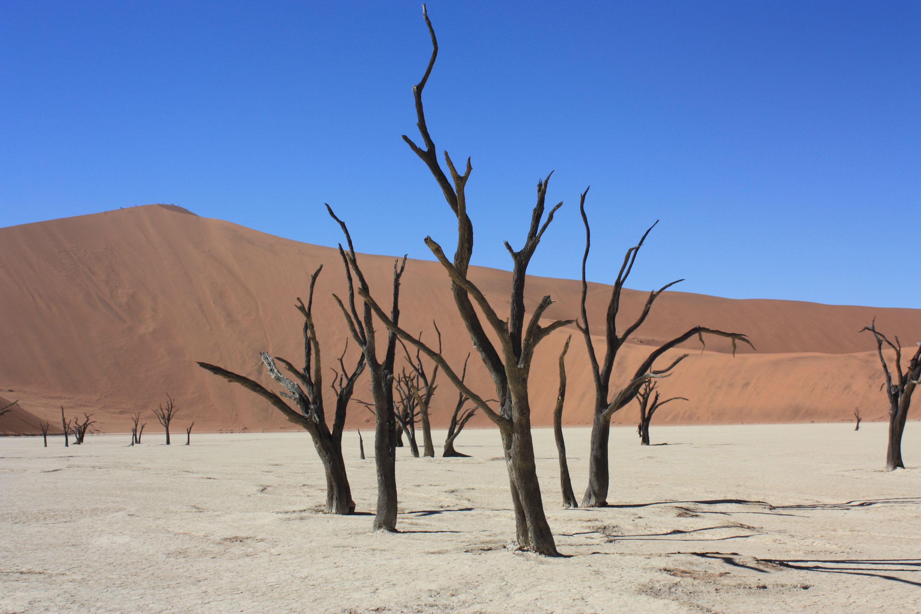 Dead Vlei: Namibias Graveyard of 900-Year-Old Tree Skeletons