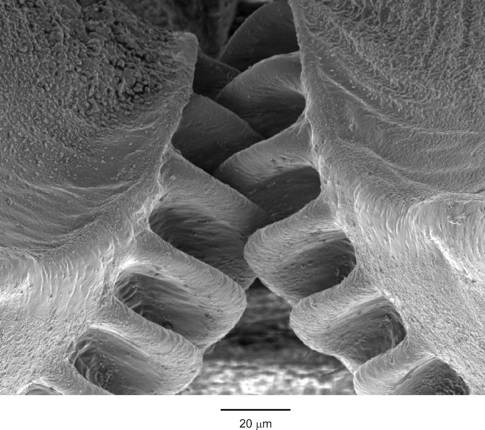 Scientists Discover the First Mechanical Gear in Living Creature