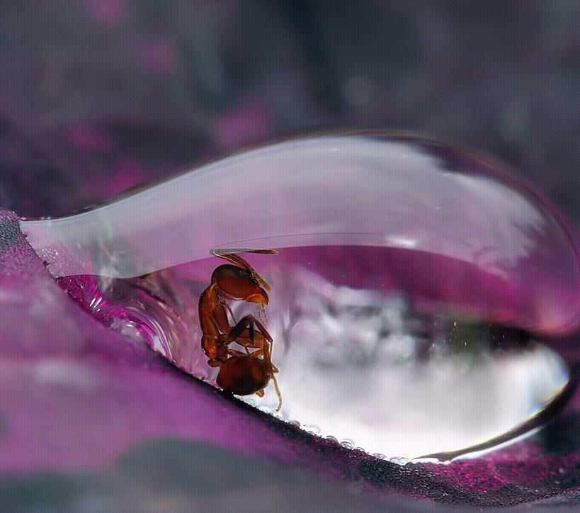 Ant stuck in a raindrop