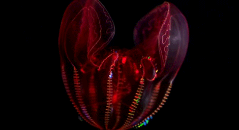 Comb Jellyfish
