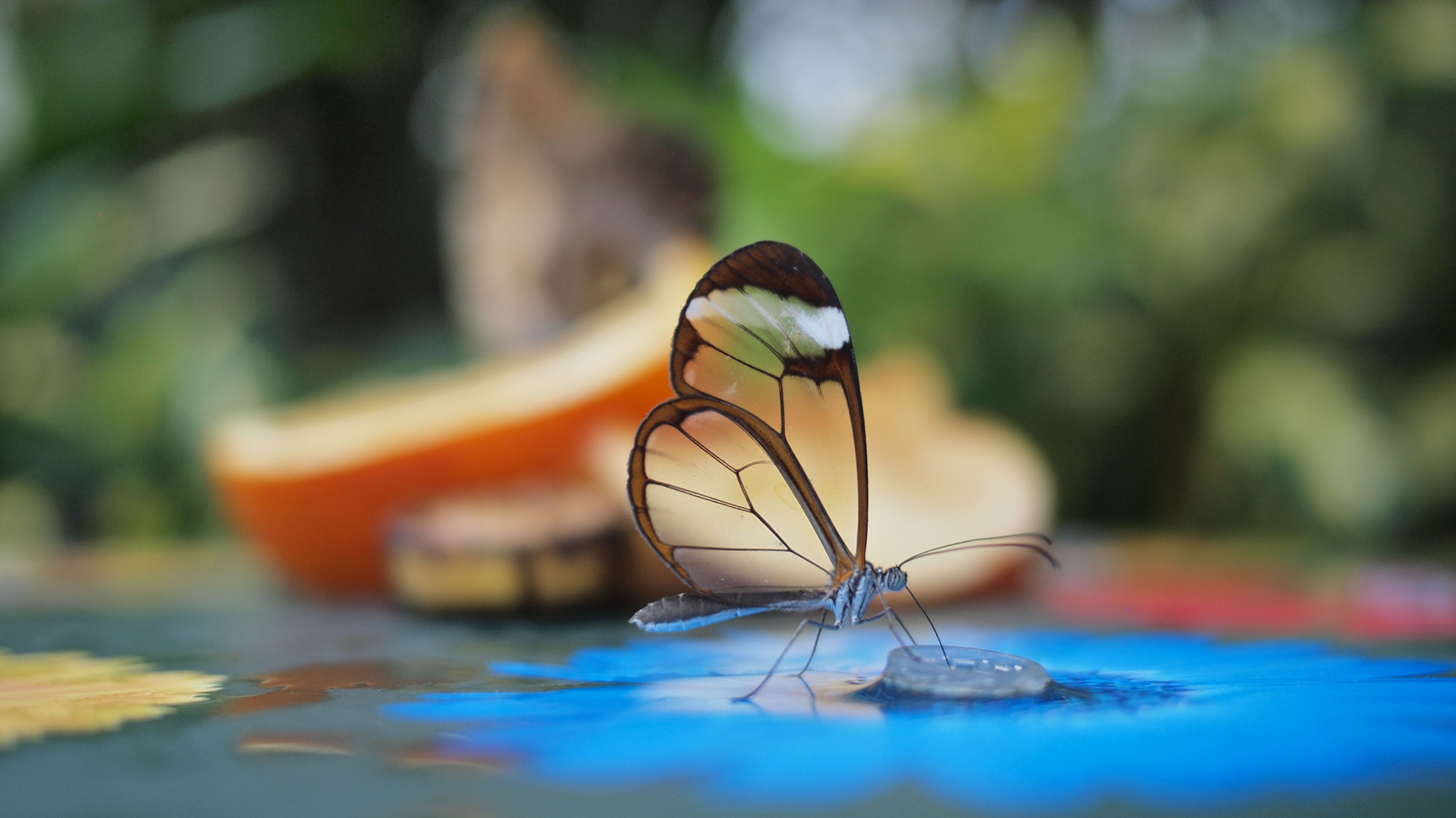 Translucent Glasswinged Butterfly