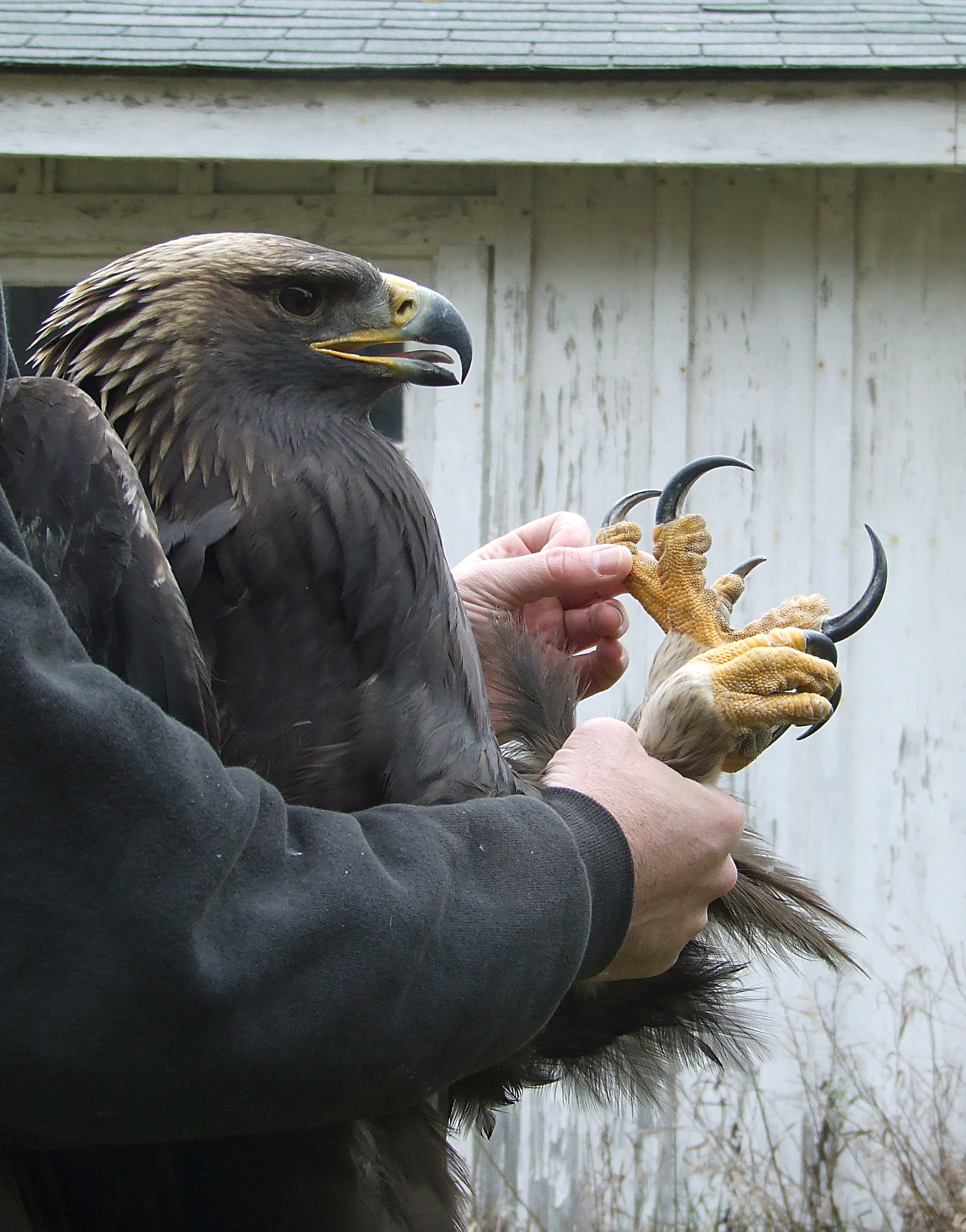 The golden eagle is the ultimate bird of prey
