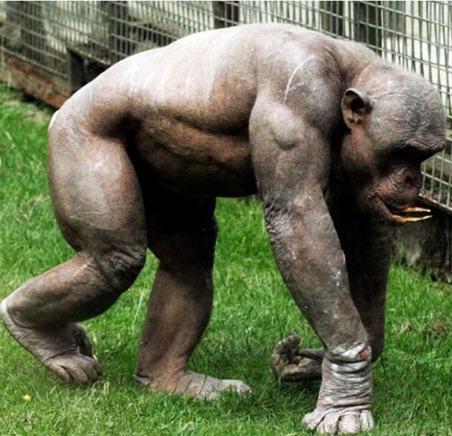 Hairless chimpanzee, no wonder they are so lethal.