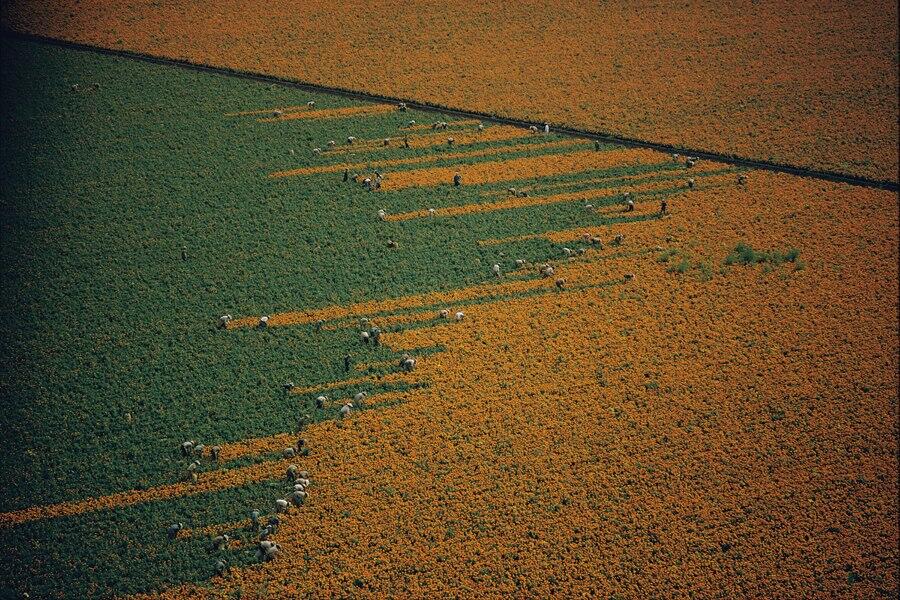 A field turns from orange to green as harvesters pick marigold flowers in Los Mochis, Mexico, 1967