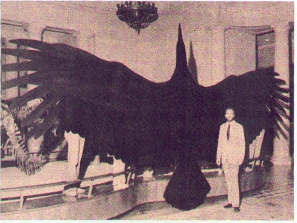 Largest flying bird ever found