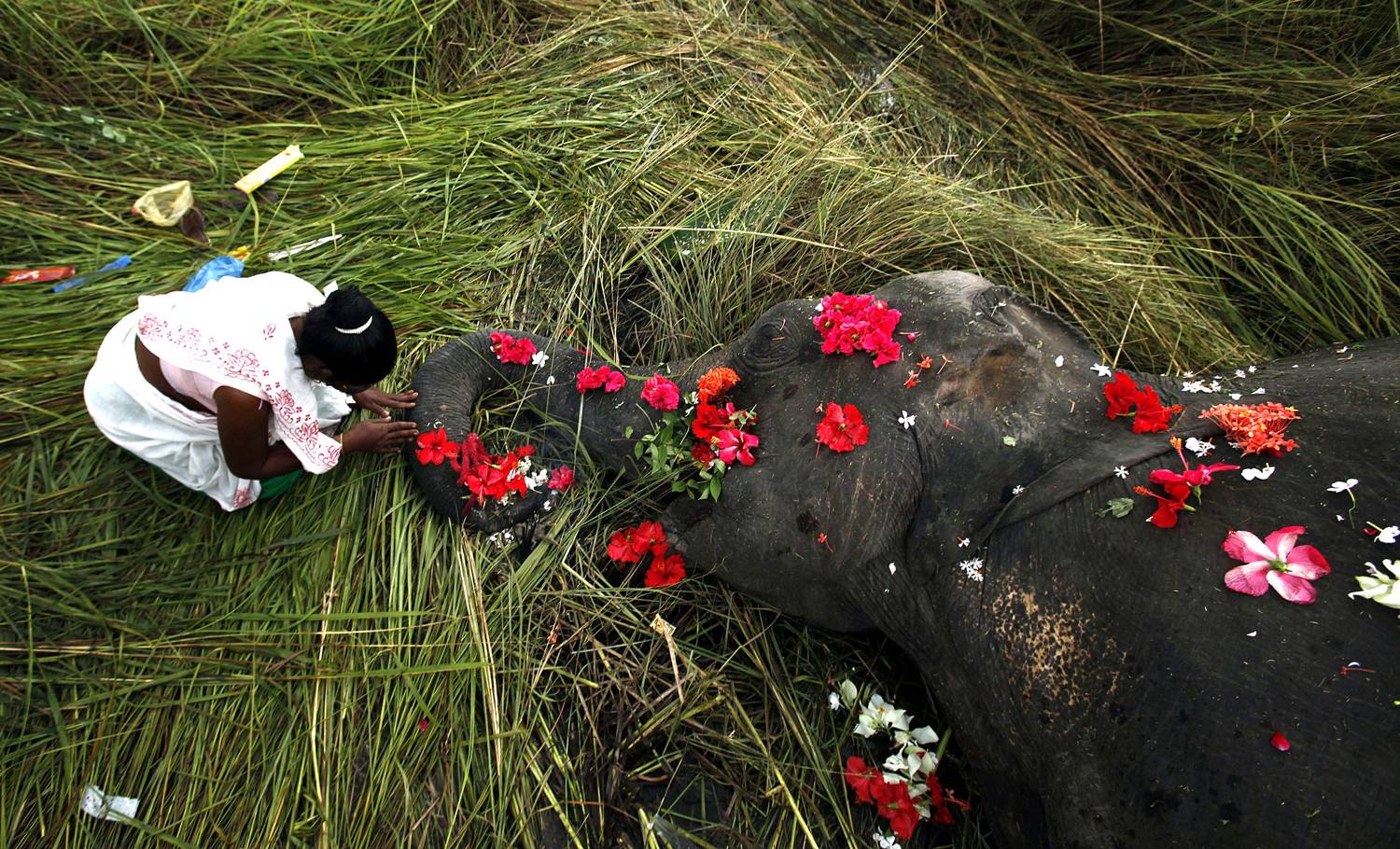 Funeral for an elephant hit by a train in India