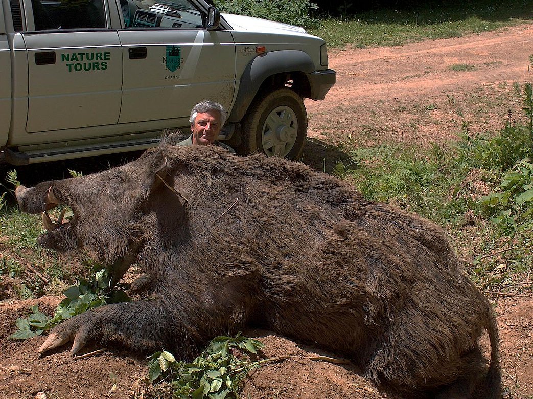 781 Pound Boar Killed in Turkey