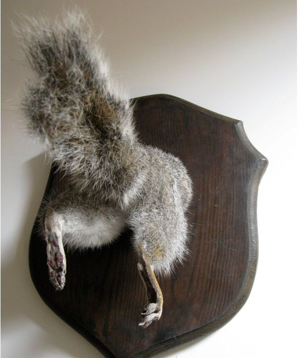 Taxidermy Wins And Fails