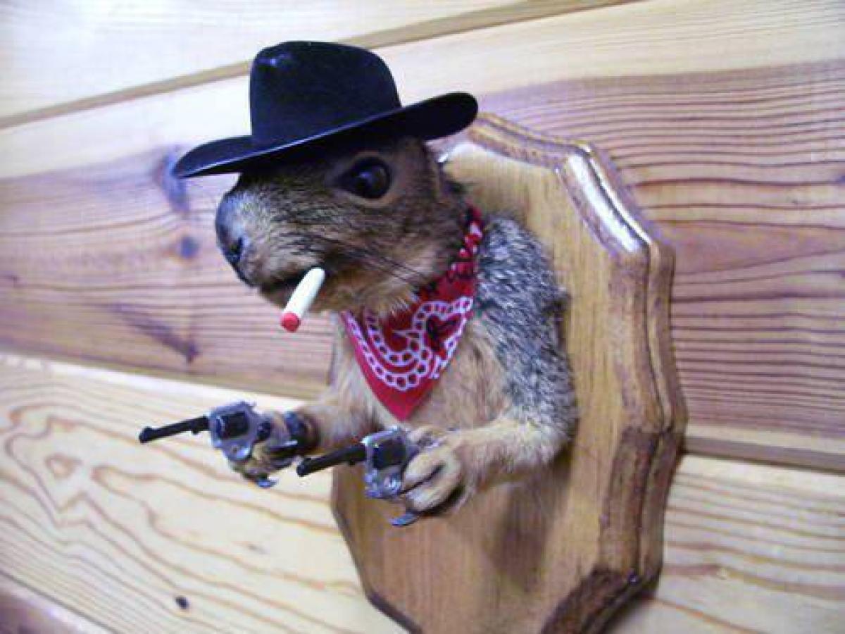cowboy squirrel