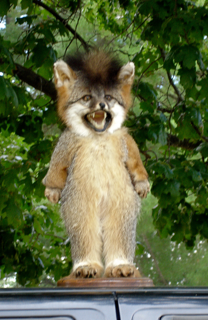 worst taxidermy creations