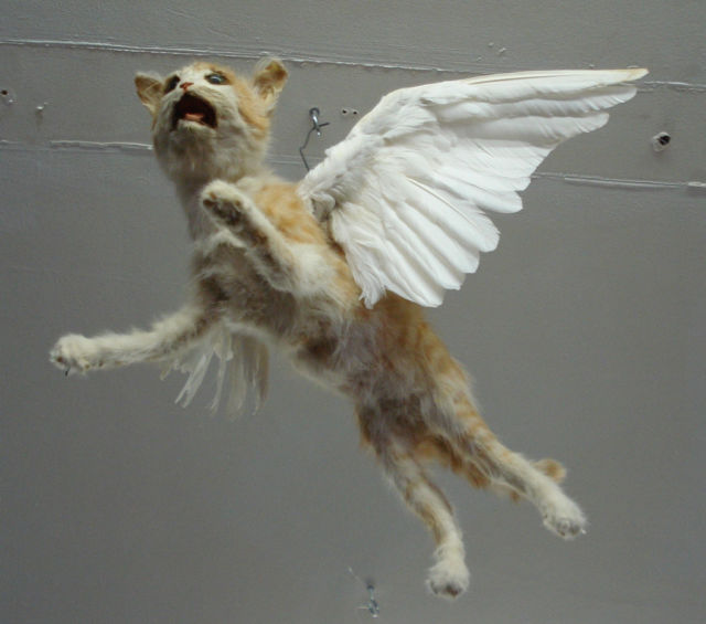 taxidermy cats
