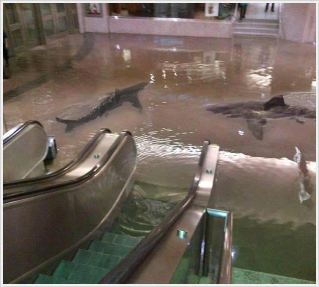 Collapse of Shark Tank in Kuwait-No, there were no sharks swimming circles around the bottom of an escalator on Kuwait. This is a photoshopped image of Torontos Union Station.