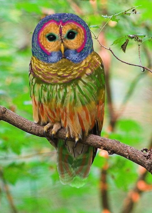 Rainbow Owl-Claimed to be some sort of rare wonder inhabiting the forests of China and the United States this is actually an extremely photoshopped picture of a regular barred owl.