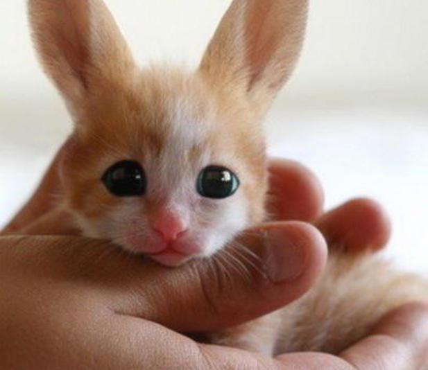 Fennec Hare-Its actually a kitten that was posted as an April Fools joke.