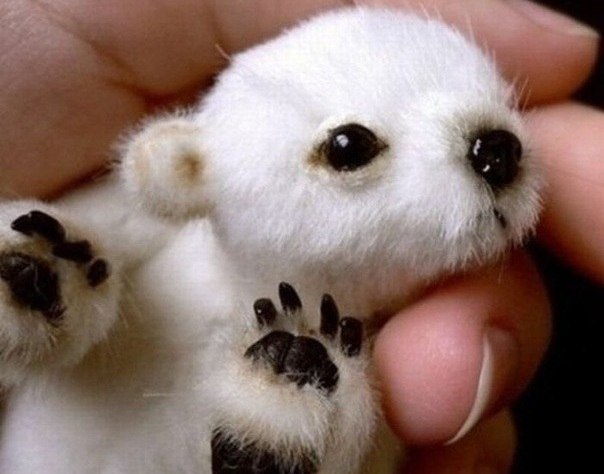 Baby Polar Bear-Although it looks real, this famously circulated photograph is actually just a stuffed animal you can buy on Etsy.
