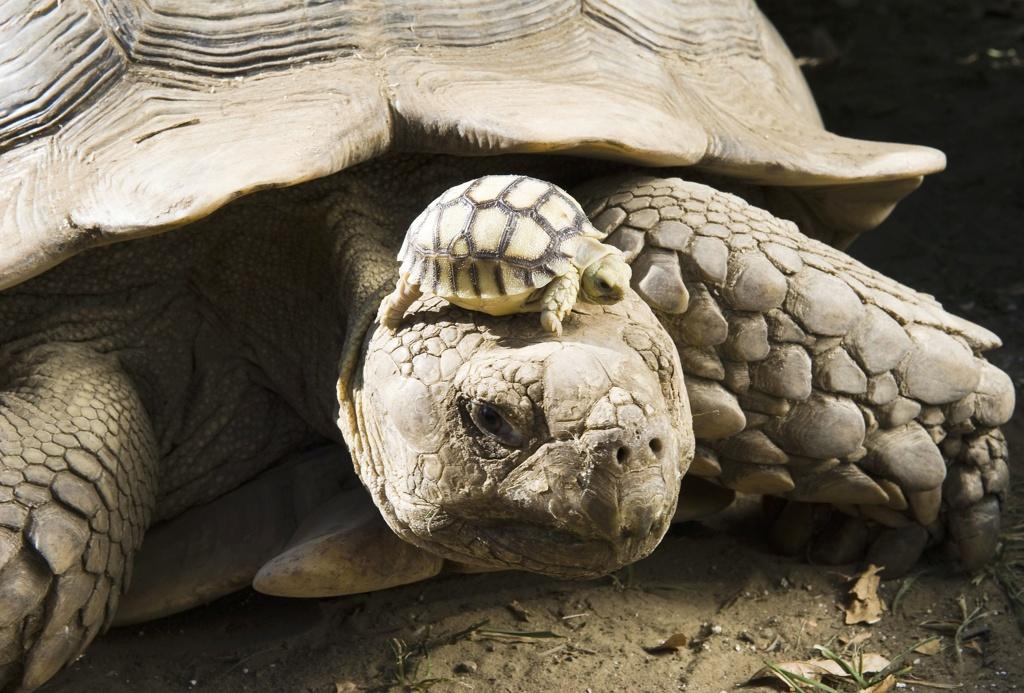 140 year old mom, with 5 day old son