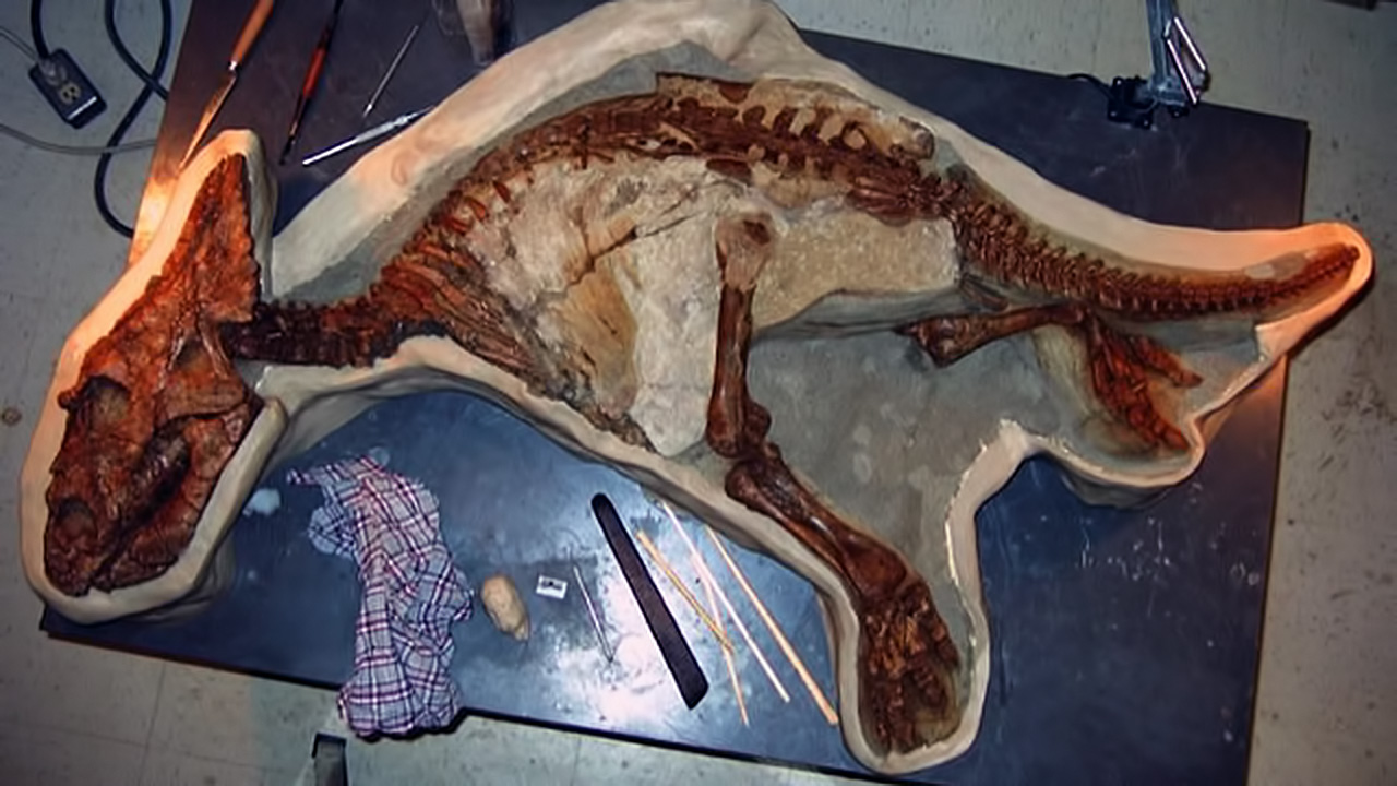 Baby dinosaur skeleton was found. It is so intact that scientists can tell how it died