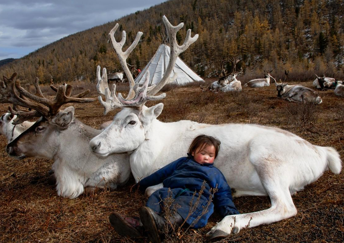 Reindeer Farm, Mongolia
