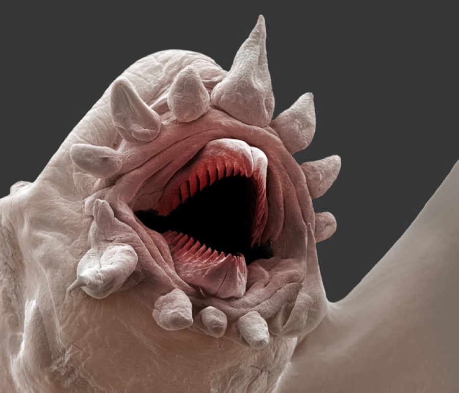 The Mouth of a Bristle Worm