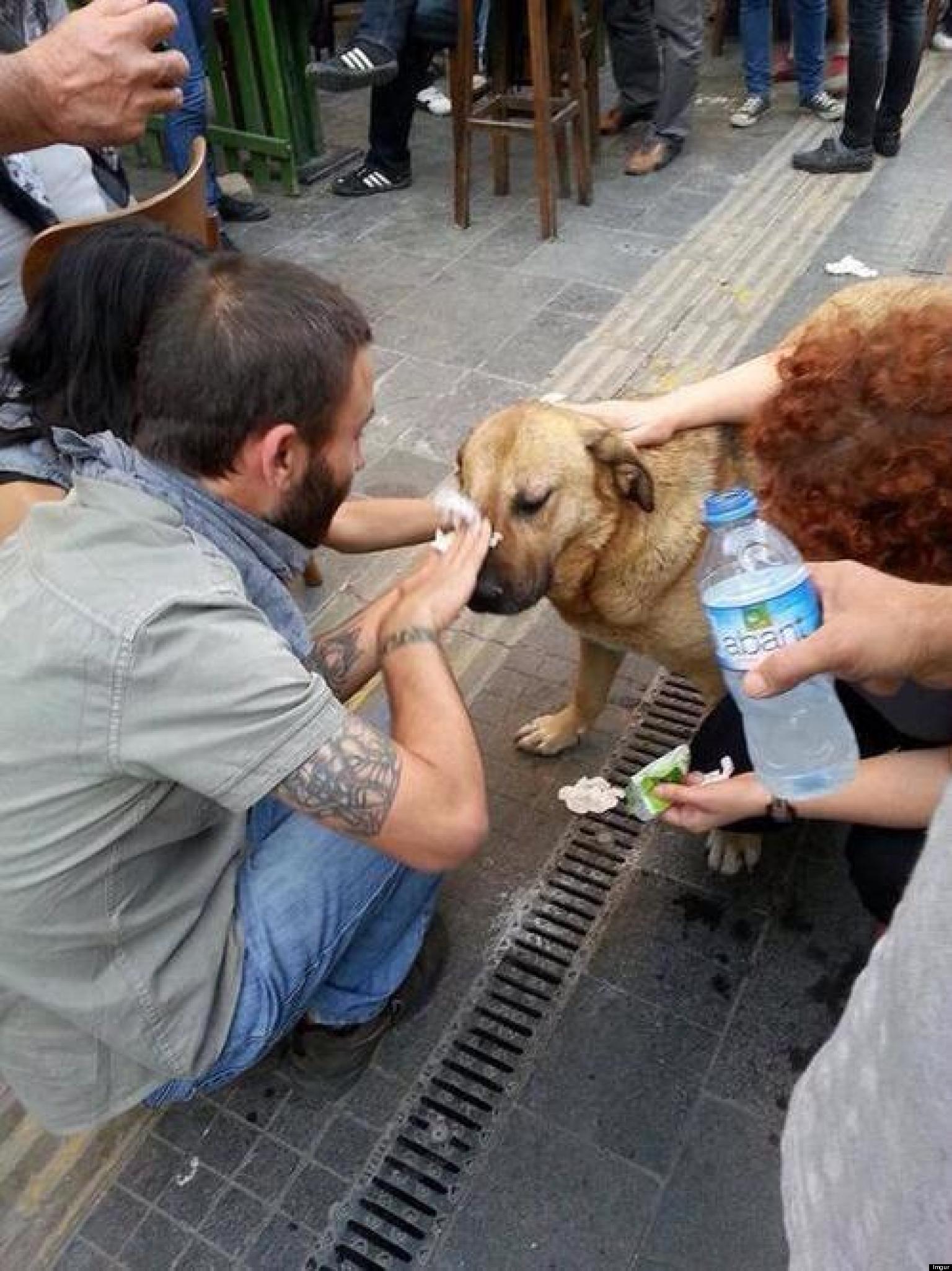 Protesters help a dog affected by tear gas. Ankara, Turkey, 2013