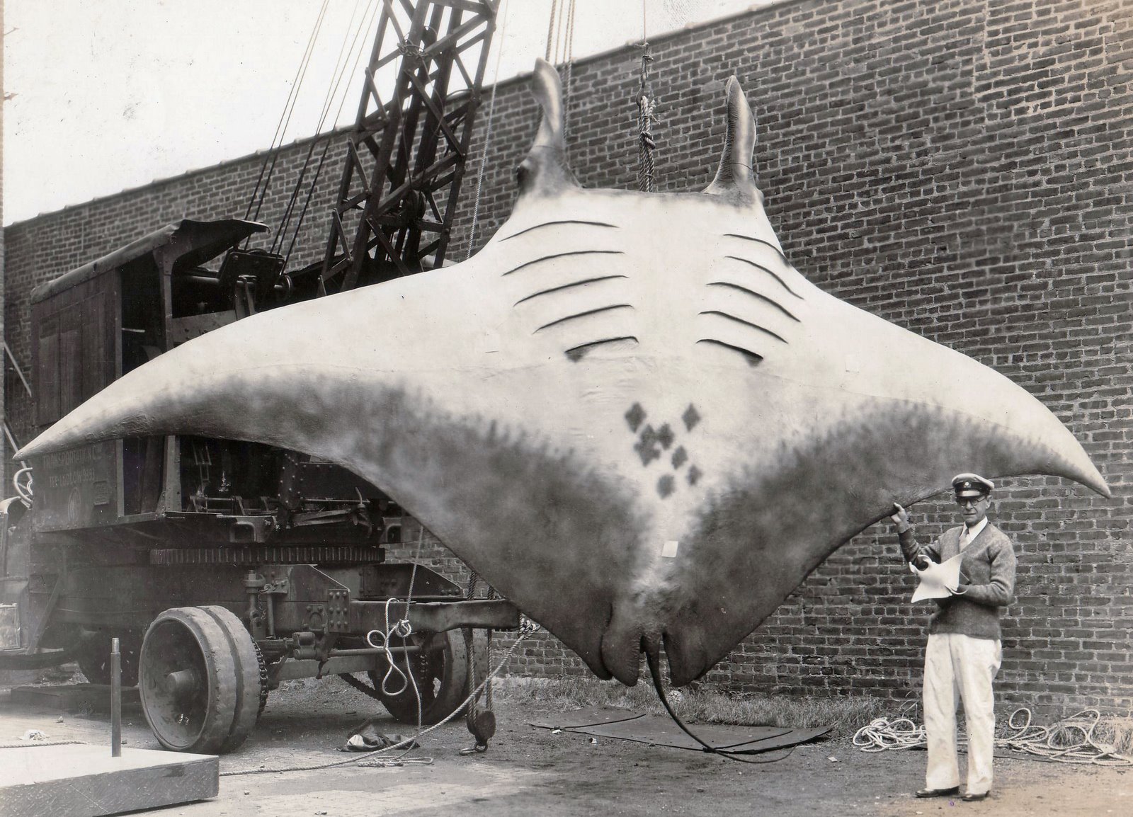 The "Great Manta" that was captured by Captain A.L. Kahn on August 26, 1933