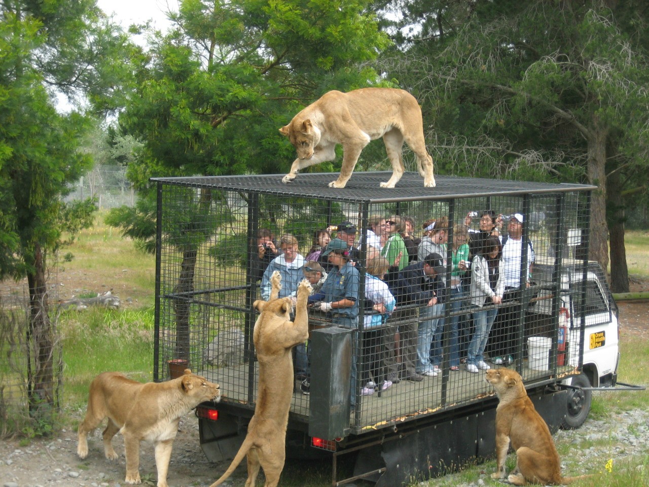 The correct way to build a Zoo.