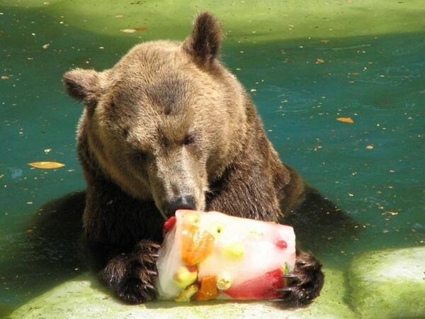 The temperature gets so hot in Rio de Janeiro that zoo animals are given popsicles