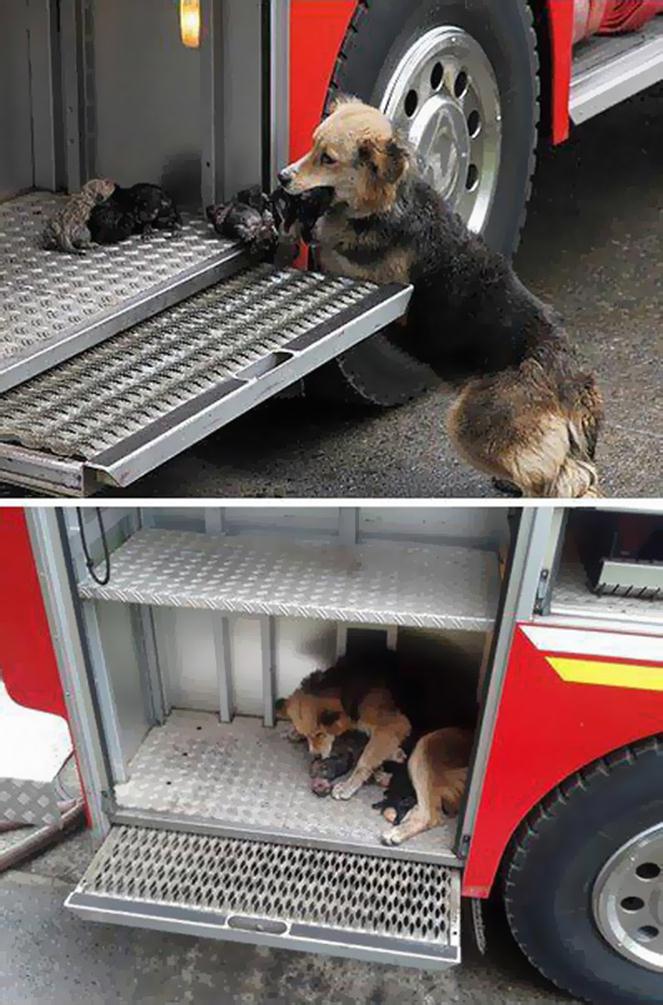 Dog saves all her puppies from a house fire, and puts them to safety in one of the firetrucks.