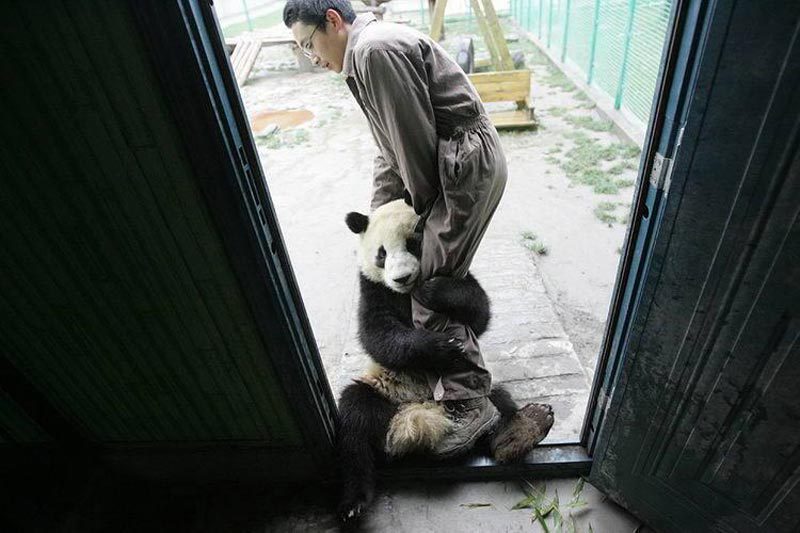 A traumatized panda after the Japan earthquake