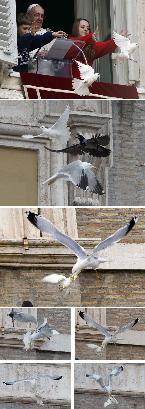 Pope's Dove of Peace Attacked by Seagulls Again