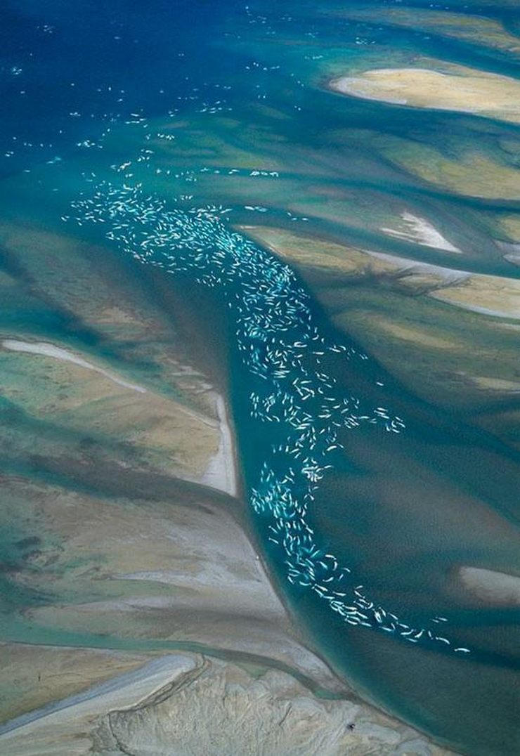 Migrating beluga whales