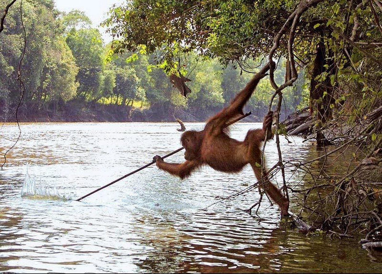 An Orangutan from a zoo reintroduced to the wild in Borneo began spear fishing after watching local fisherman