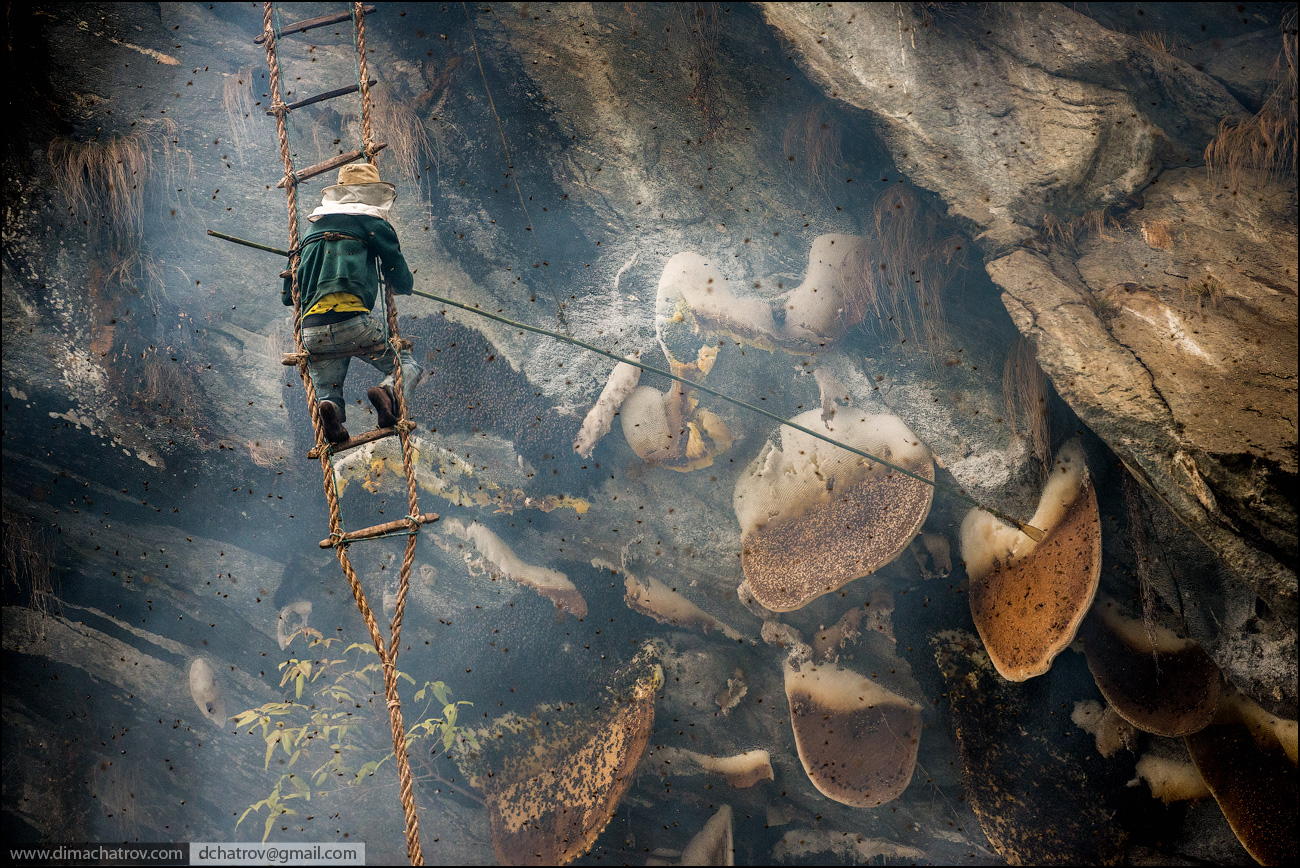 A Nepalese "honey hunter" collecting wild bee honey from a cliffside - hanging a hundred meters above the ground and surrounded by countless angry bees