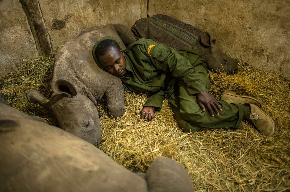 Keeper at Rhino conservancy sleeps with three orphaned rhino calfs