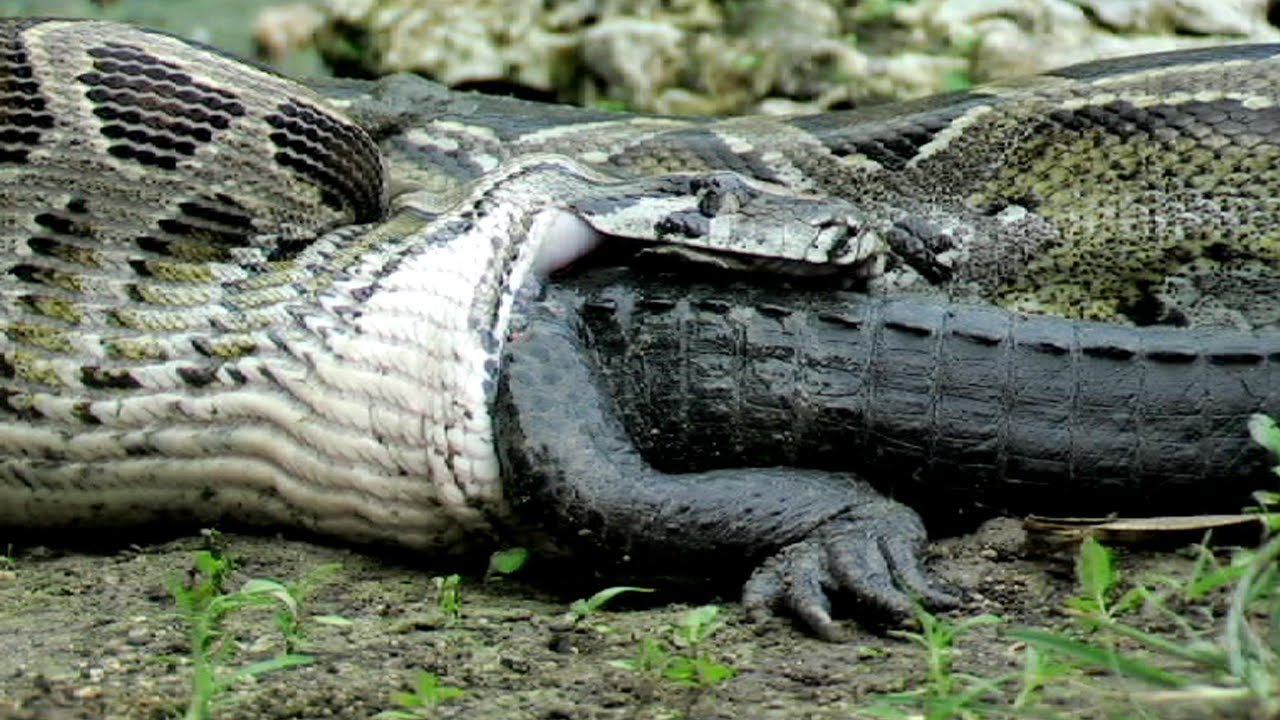 Python eating an alligator