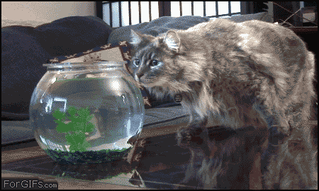 fish cat gif - For GIFs.com