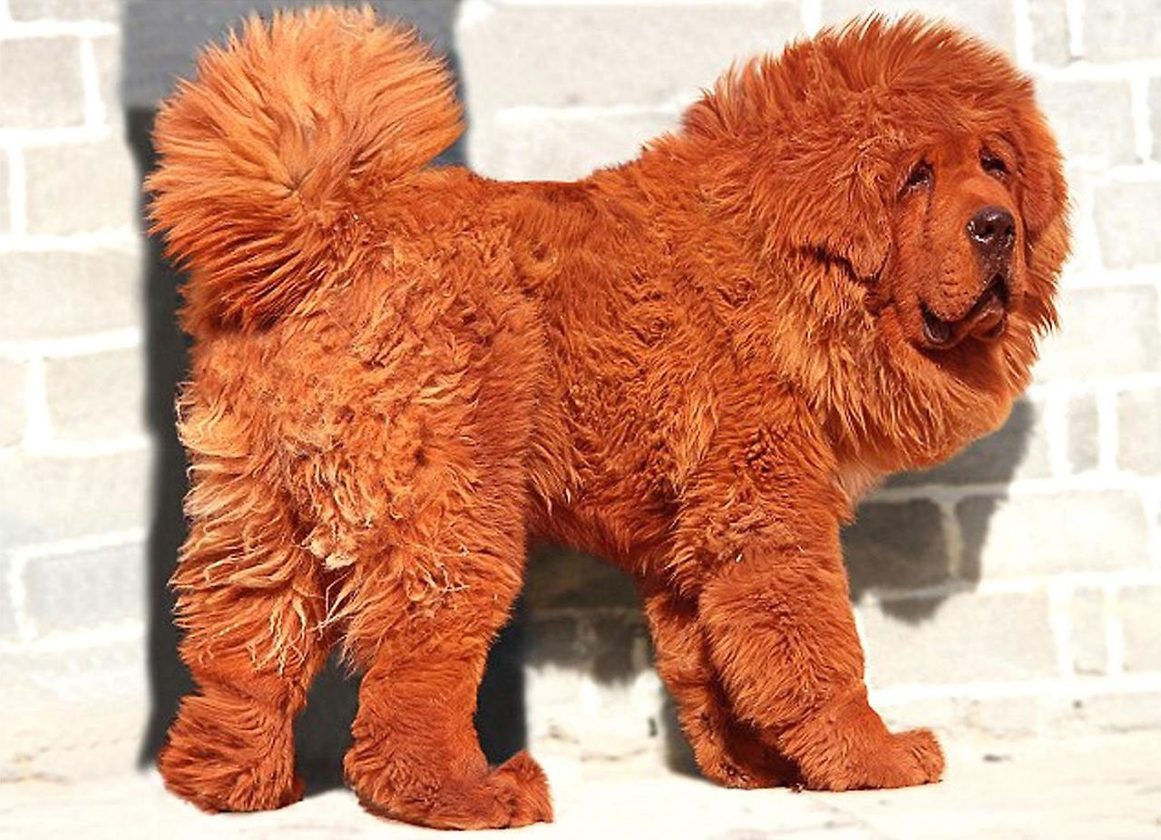 The World's Most Expensive Dog: An 11 month-old Red Tibetan Mastiff named Big Splash, or Hong Dong in Chinese, was sold for 1.5 million dollars to a coal baron from China